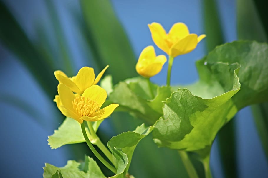 caltha palustris, meadow, pointed flower, flowers, buttercup, petals, spring, yellow, green, flowering plant