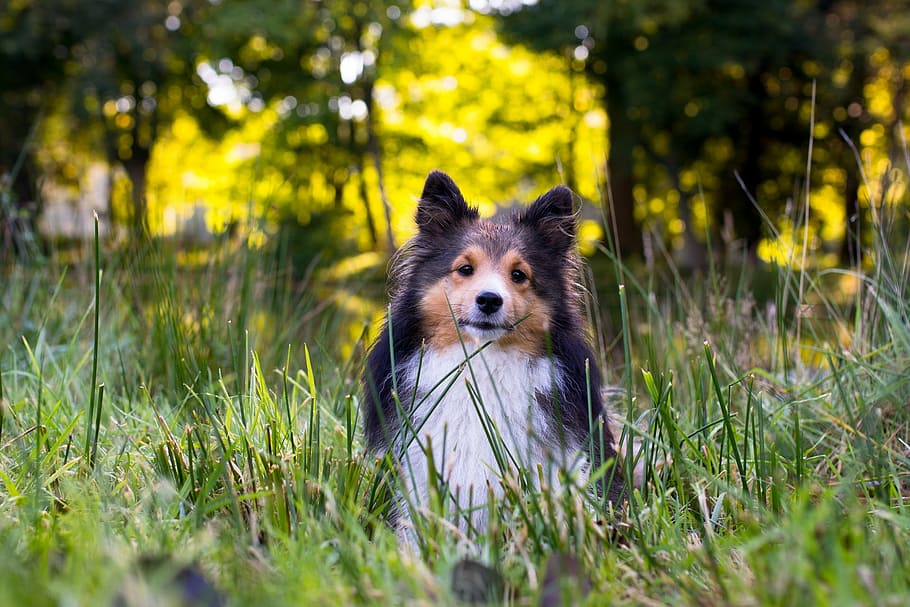 close-up photography, tricolor, sitting, grass field, daytime, dog, sheltie, animal portrait, close, pets