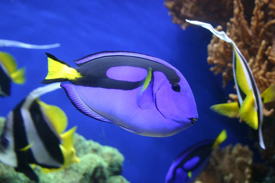 púrpura, negro, pez tang, natación, submarino, corales, peces, vida marina, colorido, Dory