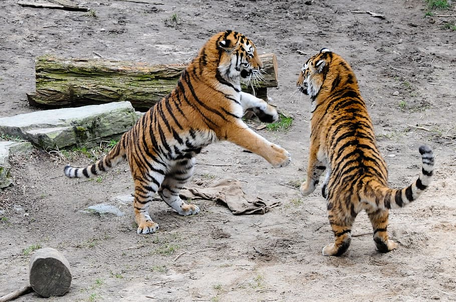 tiger, zoo, big cat, dangerous, predator, stripes, angry, roar, animal themes, animal