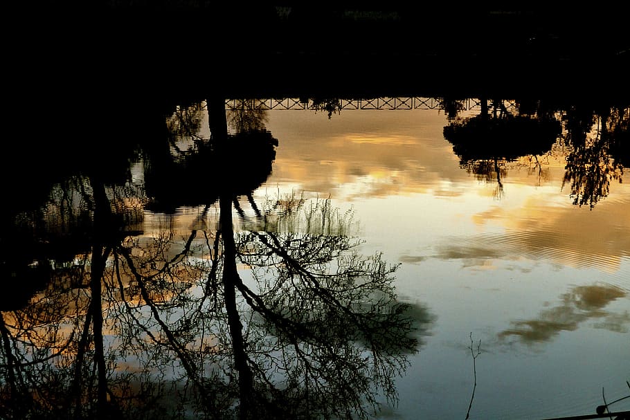 rome, villa ada, lake, reflections, sunset, reflection, water, tree, plant, silhouette