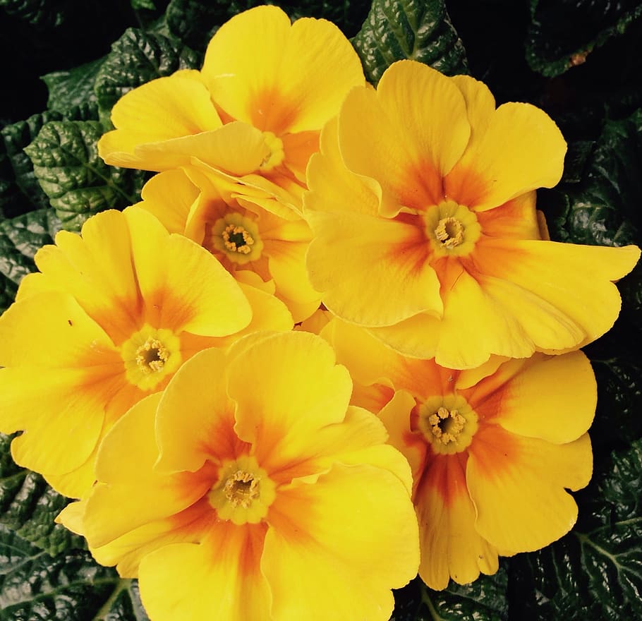 primula, flowers, spring, easter, yellow, cowslip, party, luck, hobby, creative