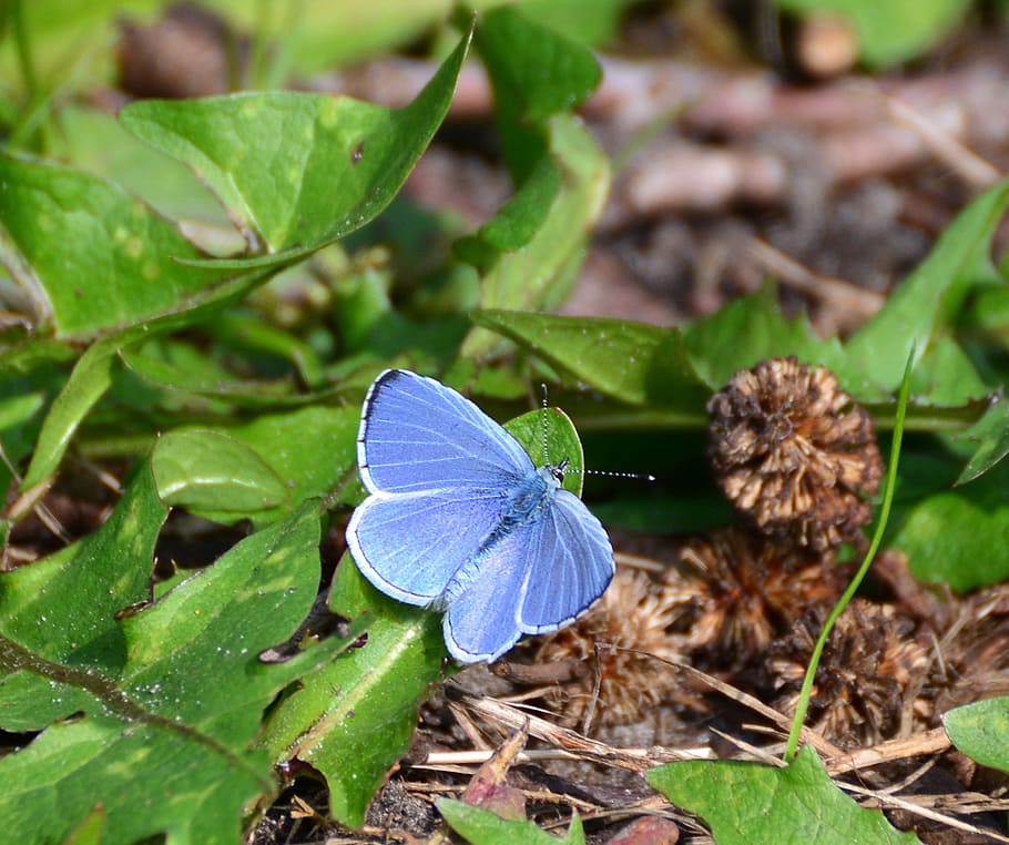 adonis azul, mariposas, mariposa, insecto, color, naturaleza, verano, bläuling común, hoja, parte de planta