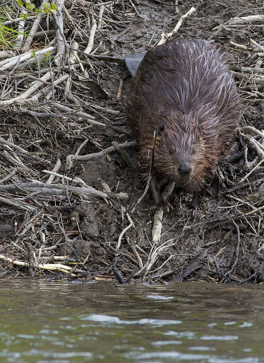 Beaver, Rodent, Animal, Wildlife, Nature, fur, river, brown, wet, head