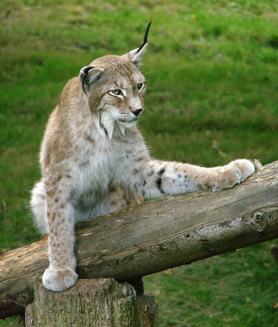 lynx perch, brown, log, Siberian Lynx, Big Cat, Wildlife, Feline, nature, zoo, sitting