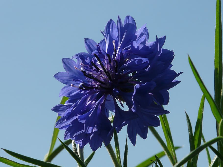 Cornflower, Blue, Blue, Flower, Blossom, Bloom, cornflower, blue, flower, summer, centaurea cyanus, zyane