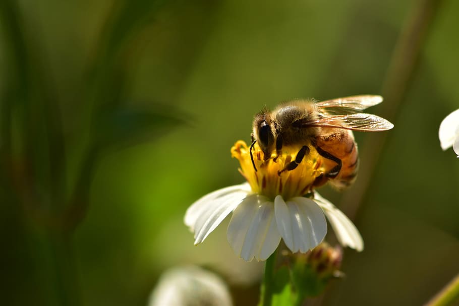 honeybee, insects, bees, wildflowers, pollen, wildlife, spring, bumblebee, white, summer