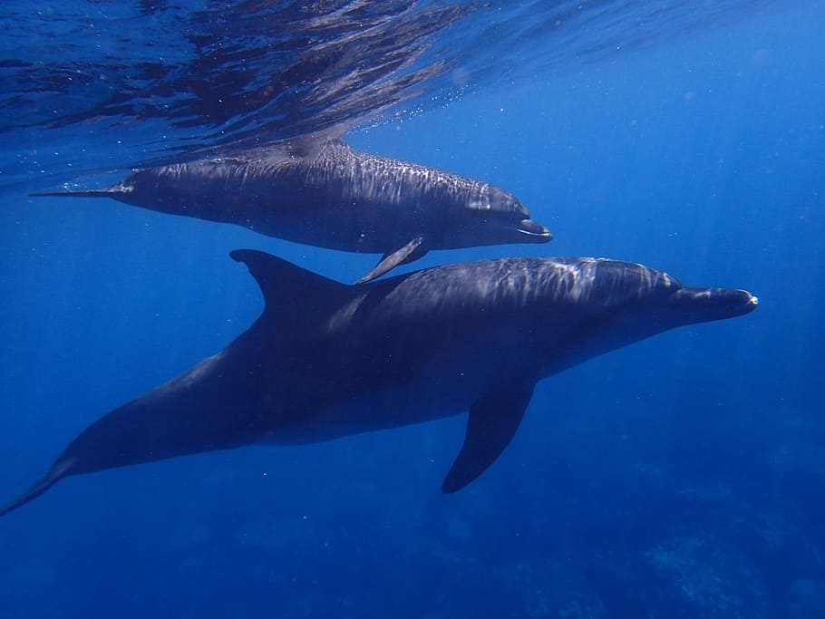foto de primer plano, dos, delfines, natación, cuerpo, mar, delfín, azul, agua, en el agua