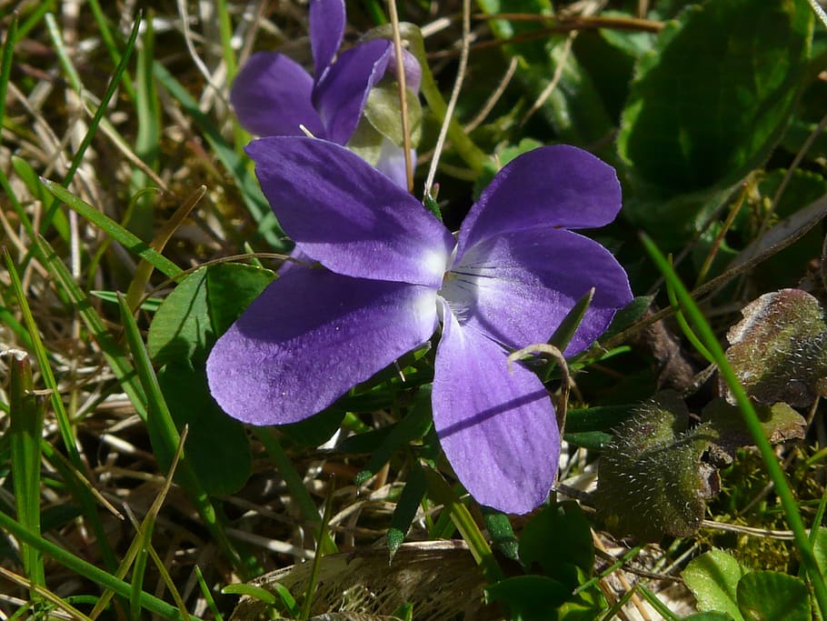 wald violet, violet, ungu, biru, bunga liar, mekar, tanaman, musim semi, warna, berwarna-warni