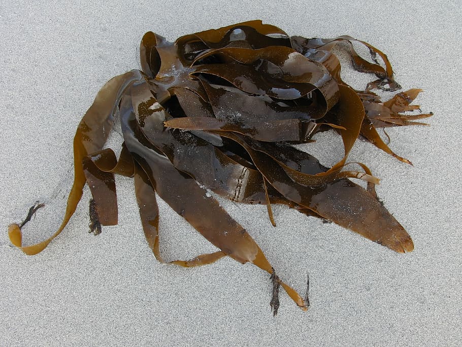 brown, seaweeds, beach sand, Kelp, Sea, Seaweed, Ocean, Plant, Nature, marine