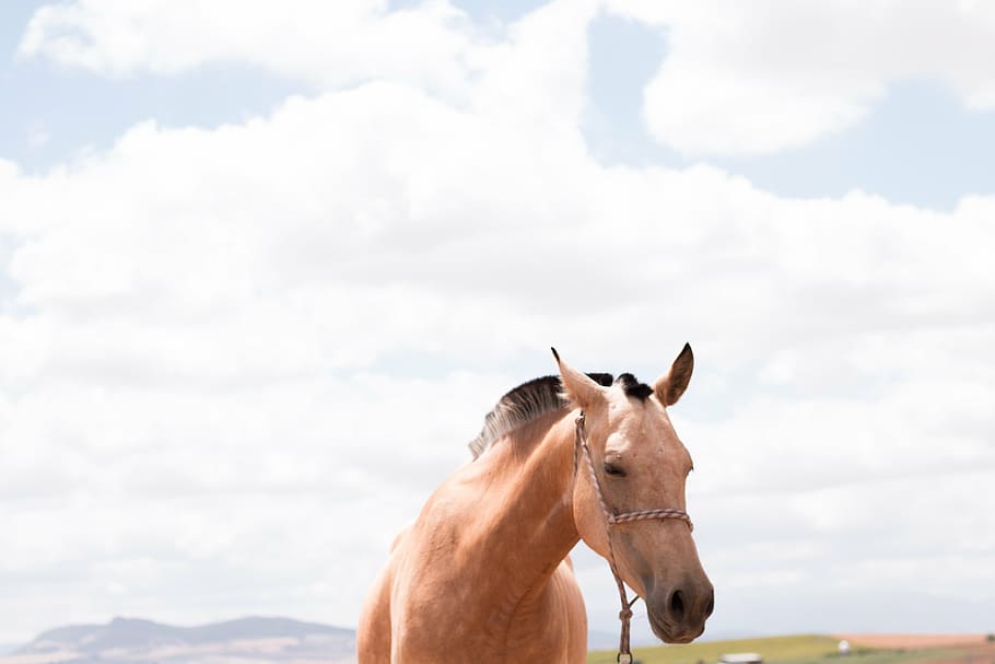 brown, horse, cloudy, sky, animal, outdoor, field, clouds, nature, outdoors
