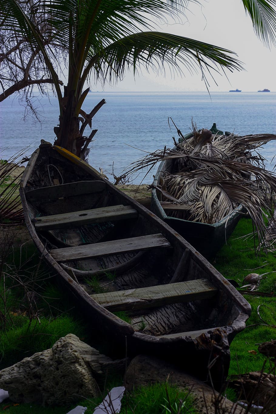 canoe, water, sea, caribbean, palm tree, coconut tree, cartagena, colombia, shore, summer