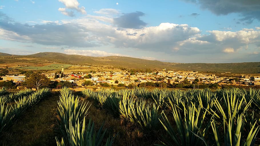 green, leafed, plants, cloudy, blue, sky, Mexico, Agave, Tequila, nature