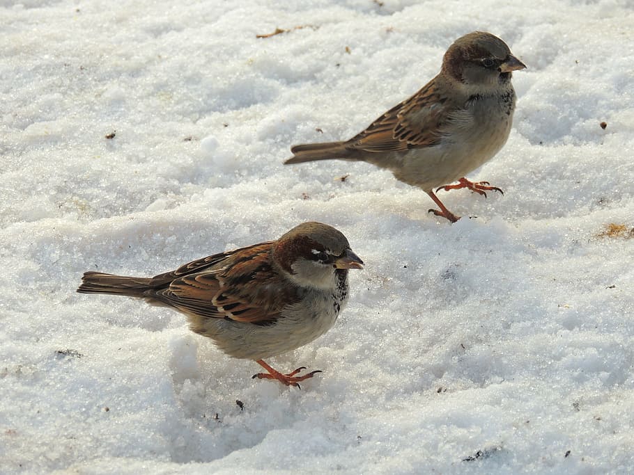 sparrows, sparrow, birds, winter, snow, nature, animal themes, bird, animal, vertebrate