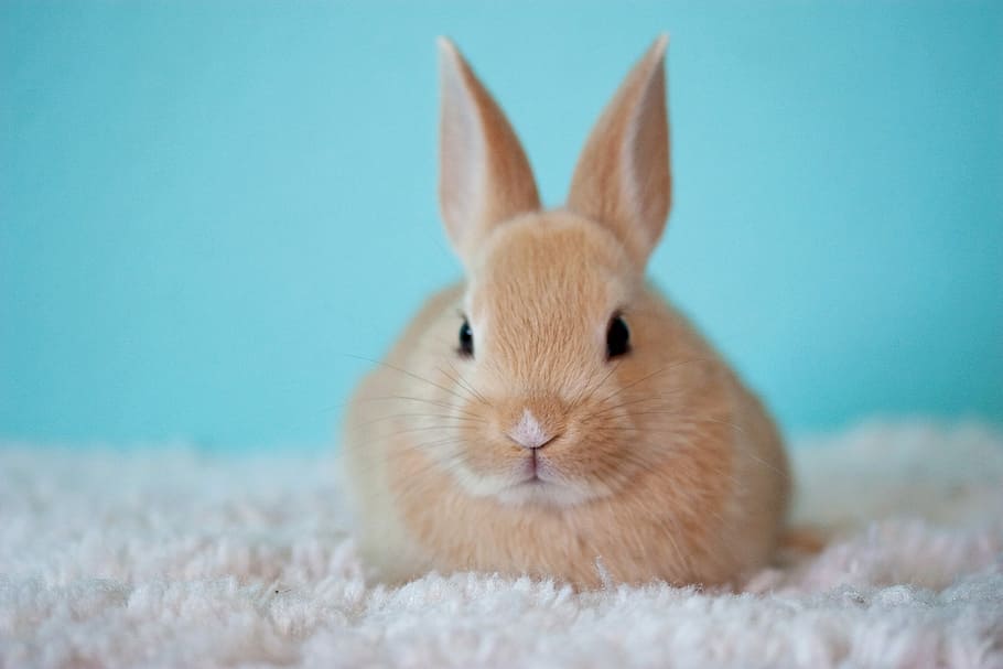 marrón, conejo, blanco, alfombra, lindo, conejito, mascota, Pascua, bebé, un animal