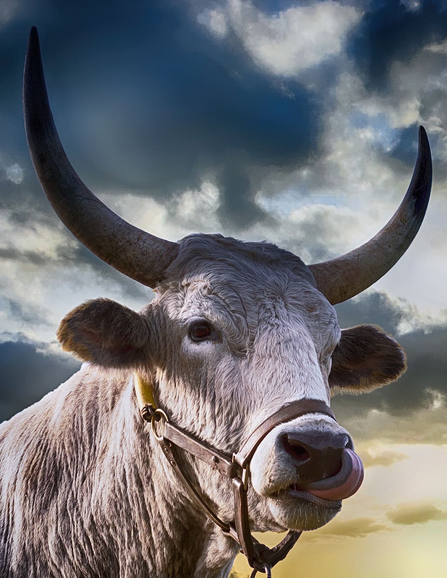 marrón, nariz de gusto de ganado, digital, fondos de pantalla, toro, vaca,  agricultura, ganado, naturaleza, granja | Pxfuel