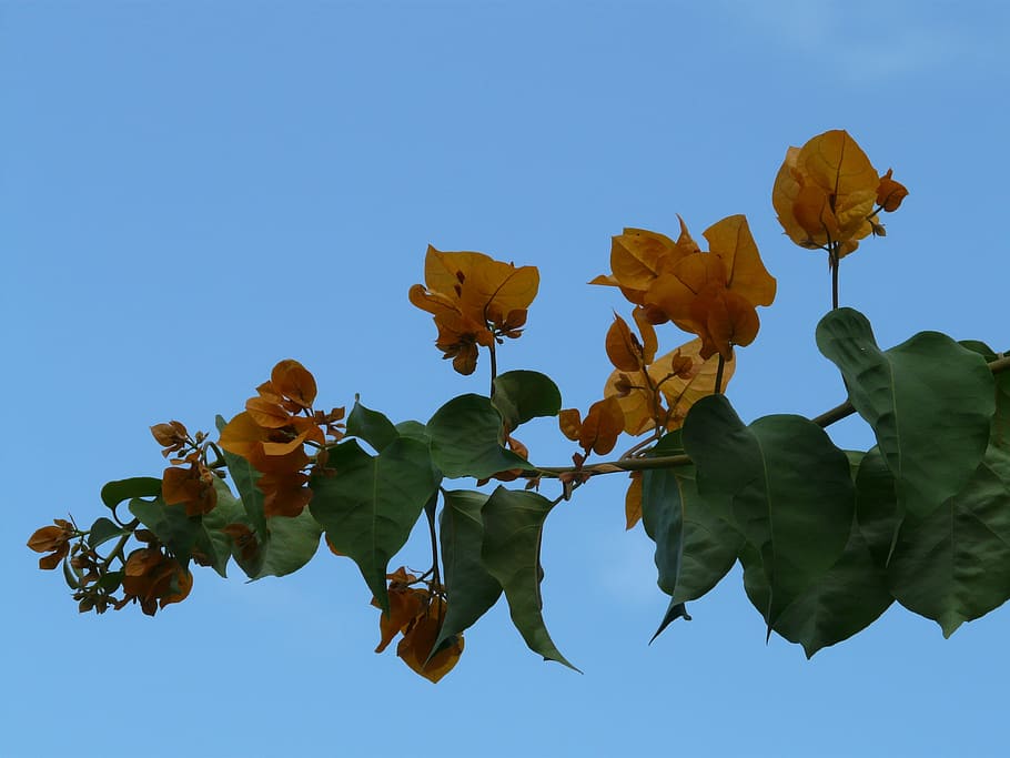 Bougainvillea, Jeruk, Bunga, kuning, oranye, mekar, bugenvil, bunga rangkap tiga, tanaman jam empat, nyctaginaceae