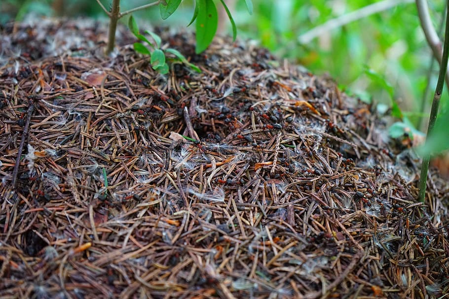 forest ant hill, Ant Hill, Wood Ants, formica polyctena, ant, ant population, build, crawl, red waldameisen, pine needles