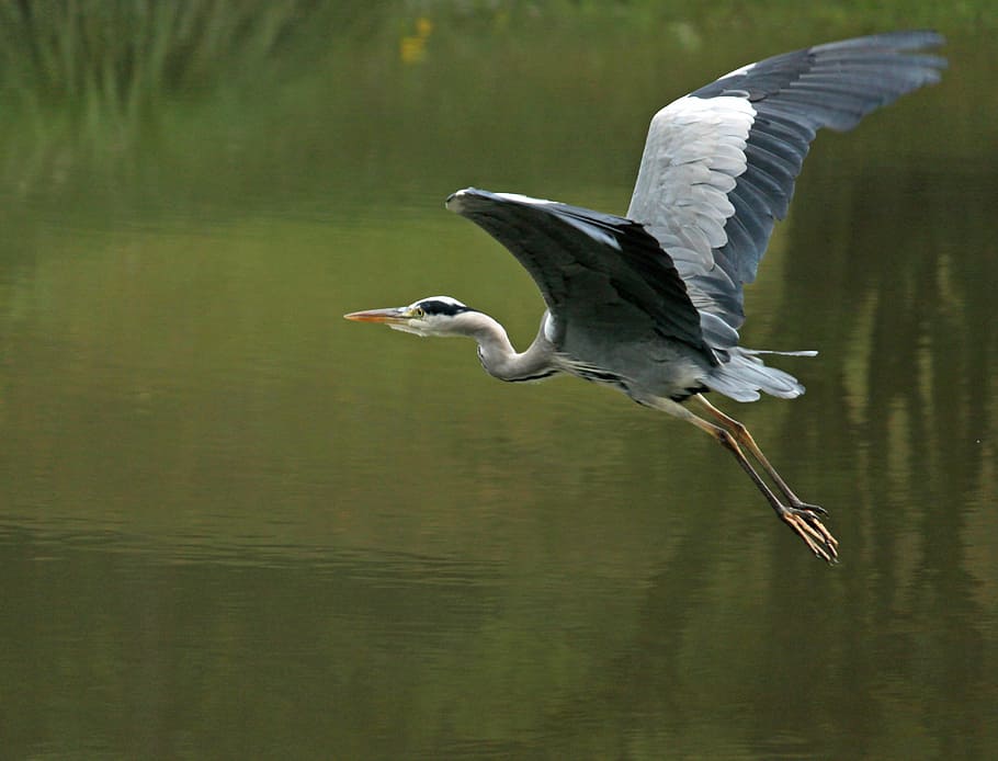 selective, focus photography, flying, grey, heron, flight, eastern, grey heron, bird, nature
