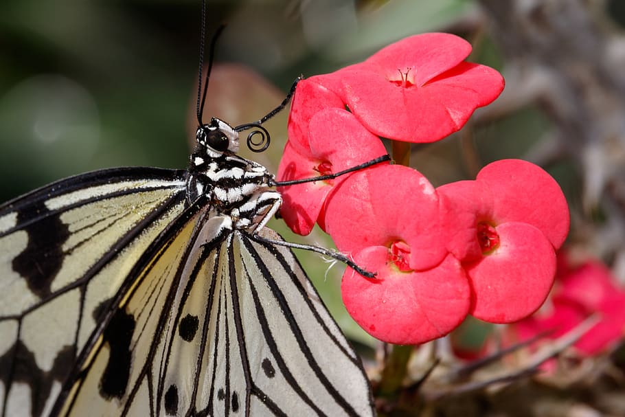 Butterfly, -petaled, flower, insect, beauty in nature, invertebrate, animal themes, one animal, close-up, petal