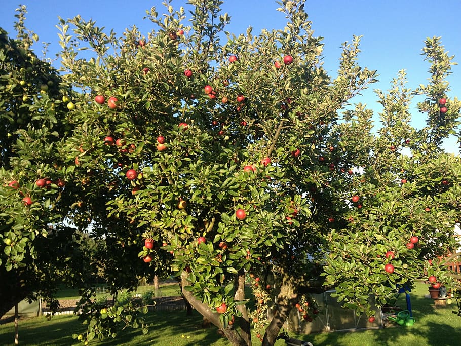 manzana, manzano, rojo, jardín, otoño, apfel, podredumbre, herbst, asignación, naturaleza