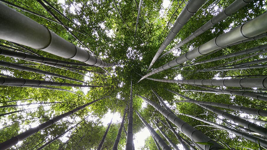 en un campo para, ulsan, bambú, vs arboleda, yang won-jin, cosmos, Árbol, planta, crecimiento, vista de ángulo bajo