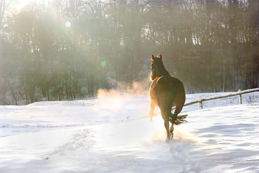 brown, horse, running, snowy, ground, winter, snow, christmas, december, nature
