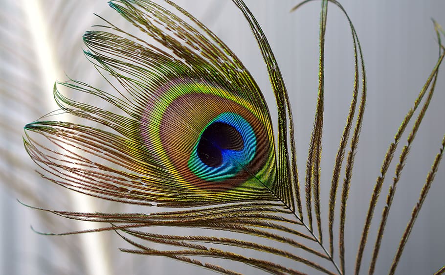 peacock, feather, iridescent, peacock feathers, nature, bird, plumage, close-up, peacock feather, animal