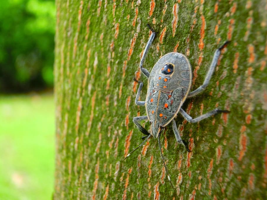 close, grey, long, horn beetle, close up, beetle, quentin chong, beetles, taiwan, insect