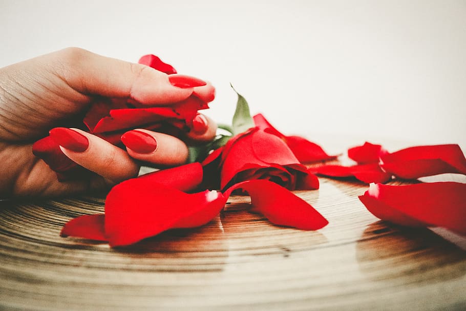 person, holding, red, rose, petaled, nails, fashion, manicure, nails manicure, woman