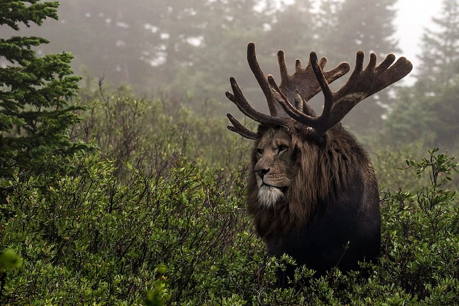 lion, moose antlers, forest, moose, antlers, force, nature, river, cascade, landscapes