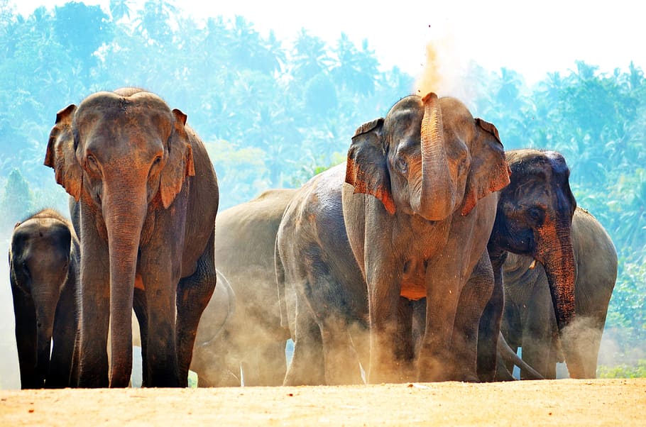 group, elephants, marching, sand, sun bath, playing with sand, dusty, dust, sri lanka, pinnawala