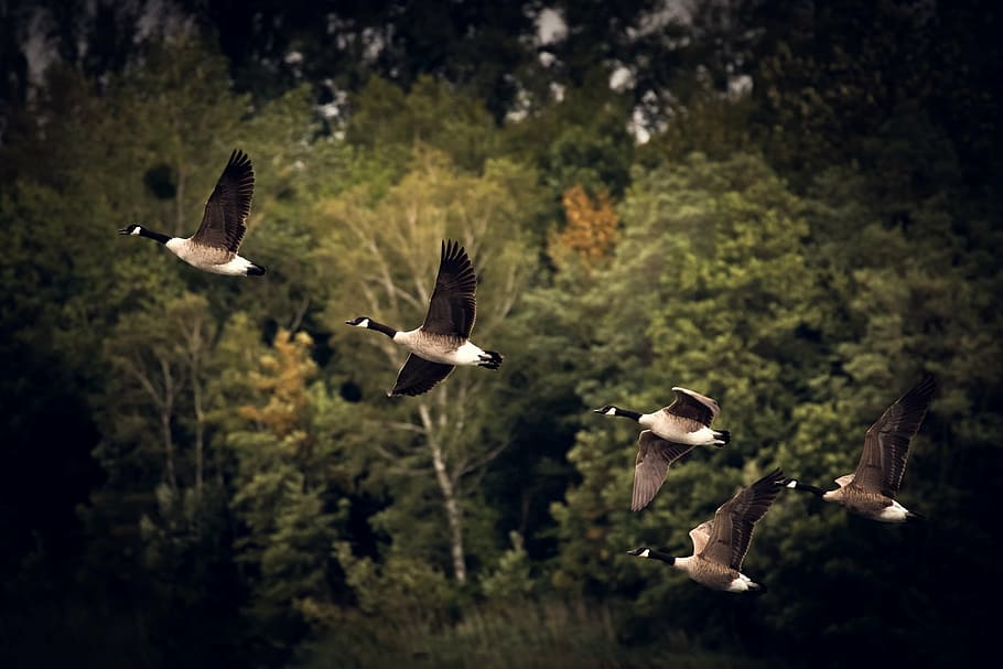closeup, five, black, white, pigeons, flying, green, trees, autumn, geese