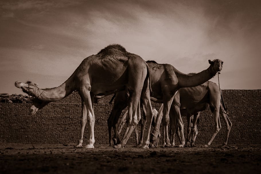 camels, egypt, hue, desert, camel, sand, sky, africa, sahara, animals