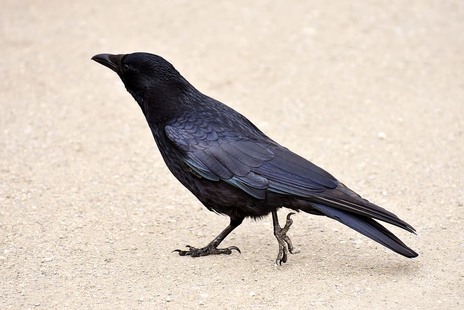 black crow, common raven, raven, raven bird, crow, animal, nature, feather, black, bird