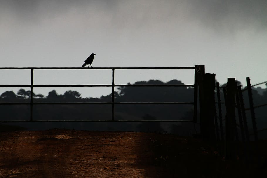 crow on a fence, farm, corvid, agriculture, fence, bird, field, gate, livestock, crow