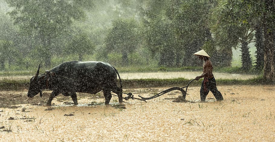 man, holding, plow, pulled, water buffalo, daytime, buffalo, farmer, cultivating, agriculture