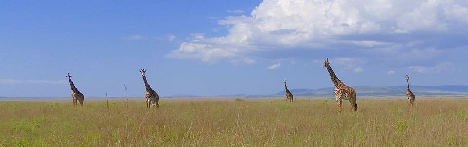 アフリカの地平線, 空に手を伸ばす, 雲の中, 空, 草, 雲-空, 環境, 自然, 動物, 動物野生動物