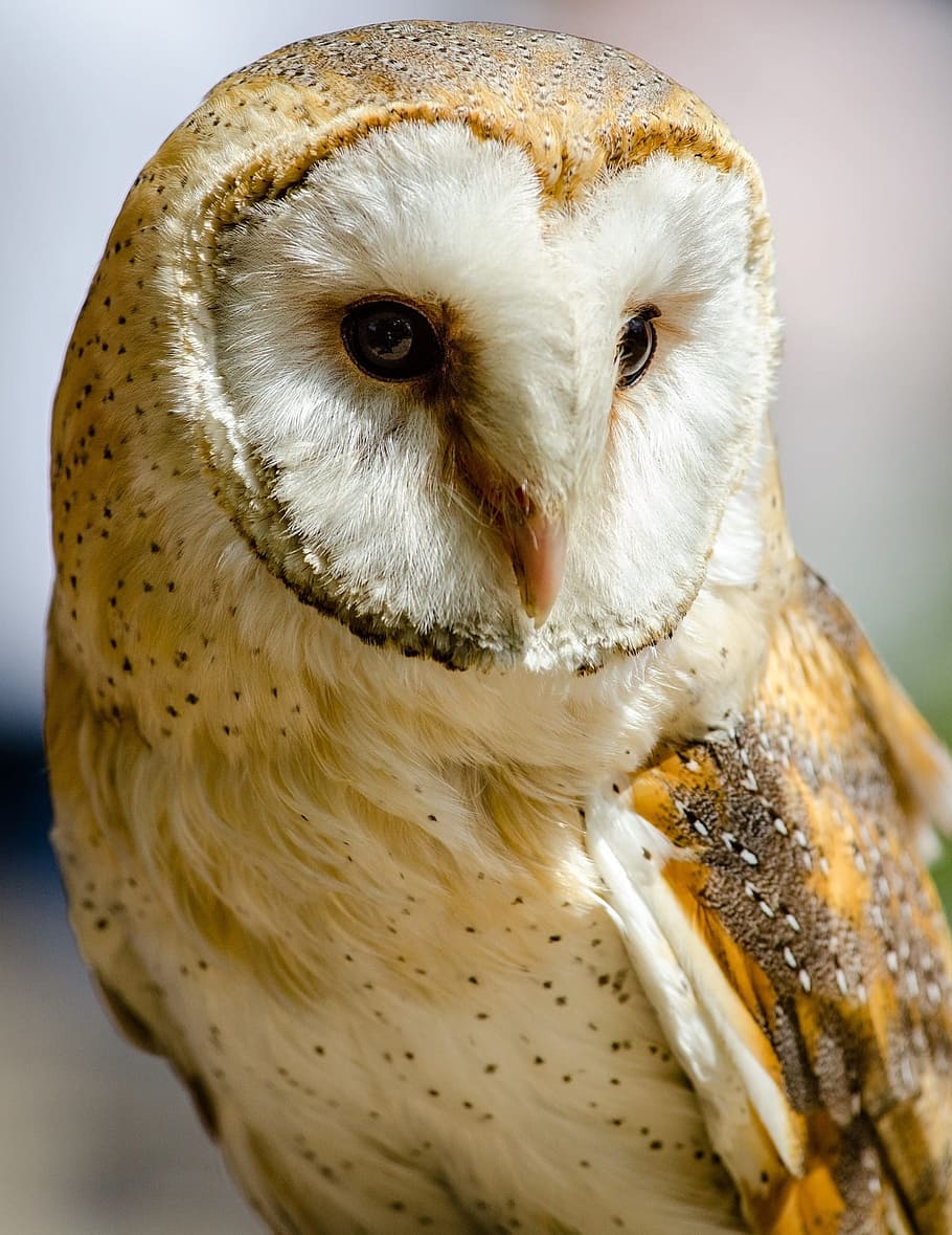 macro shot, white, yellow, owl, barn owl, predator, bird, bird of prey, eyes, nocturnal