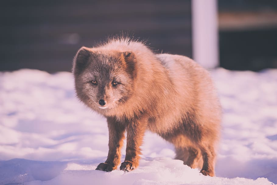 snow, winter, white, cold, weather, ice, animal, nature, fur, brown