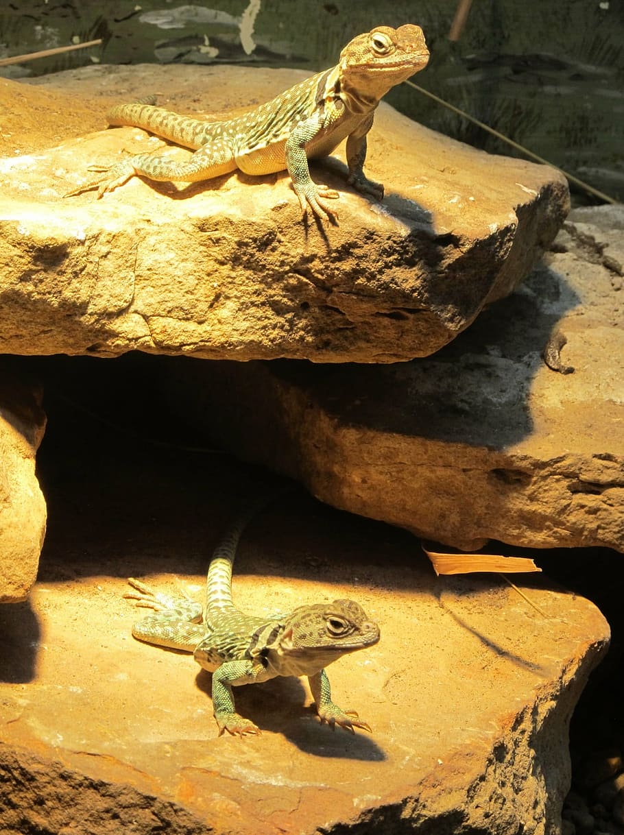 lizards, rocks, looking, reptiles, close up, tropical, indoors, enclosure, zoo, wildlife