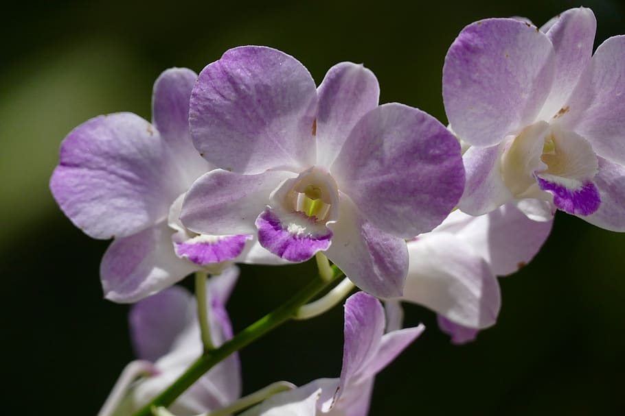 flor, planta, flores, orquídeas, pétalo, tropical, floral, hoja, brillante, orquídea Phalaenopsis