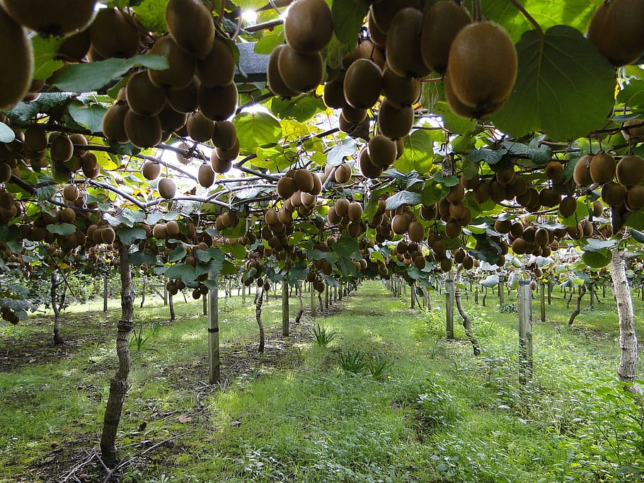 sapodilla orchards, kiwis, kiwi plantation, green kiwi, hayward, fruit, depend, plantation, planting, cultivation