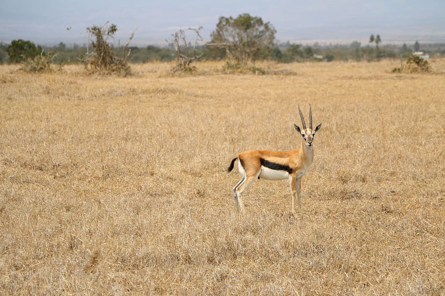 Safari, antelope, satwa liar, alam, rumput, hewan, gazelle, sabana, liar, satwa liar hewan