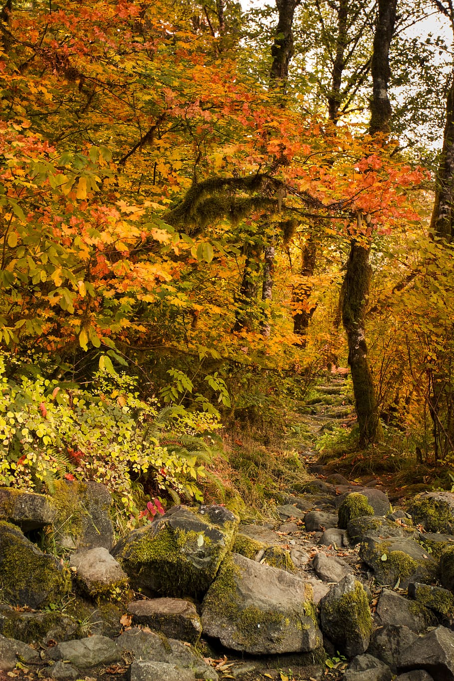 Musim gugur, warna, Sungai McKenzie, Trail, Oregon, pohon oranye dan coklat, perubahan, pohon, tanaman, keindahan di alam