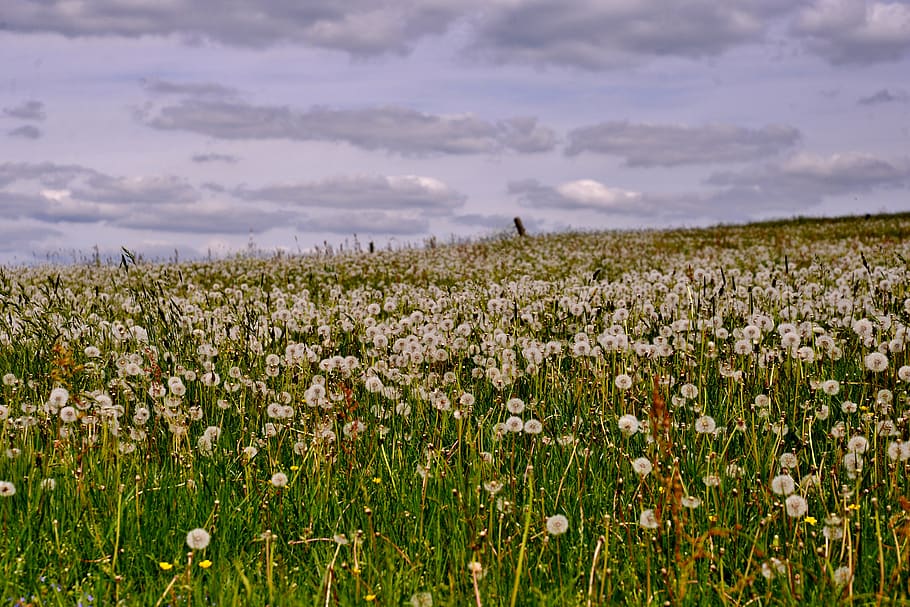 dandelions, landscape, view, air, clouds, field, nature, luxembourg, plant, flower