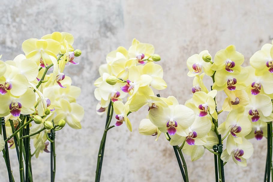 amarillo, blanco, orquídea de la polilla, orquídea, flor, floral, naturaleza, florecer, tropical, planta