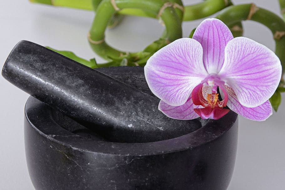 purple, white, petaled flower, black, mortar, pestle, tappet, orchid, orchid flower, violet