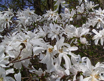 Fotos magnolia stellata libres de regalías | Pxfuel