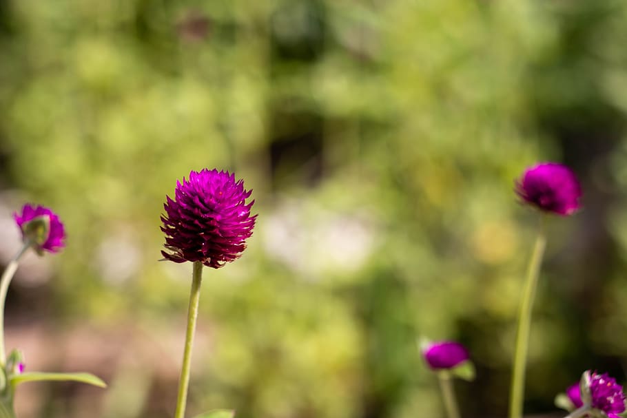 gomphrena, purple, flower, petal, plant, growth, close-up, flower head, nature, garden